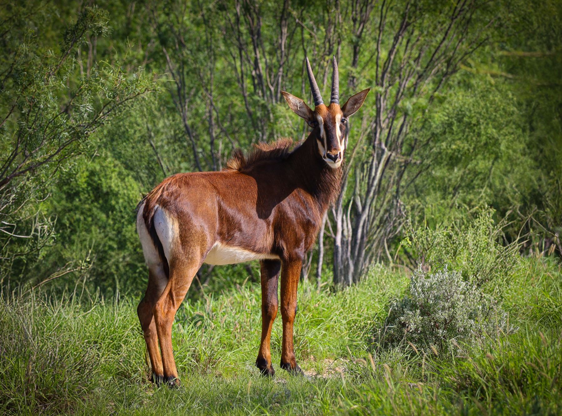 03 Sable 0.1 Yearling Sable - Wildlife Partners
