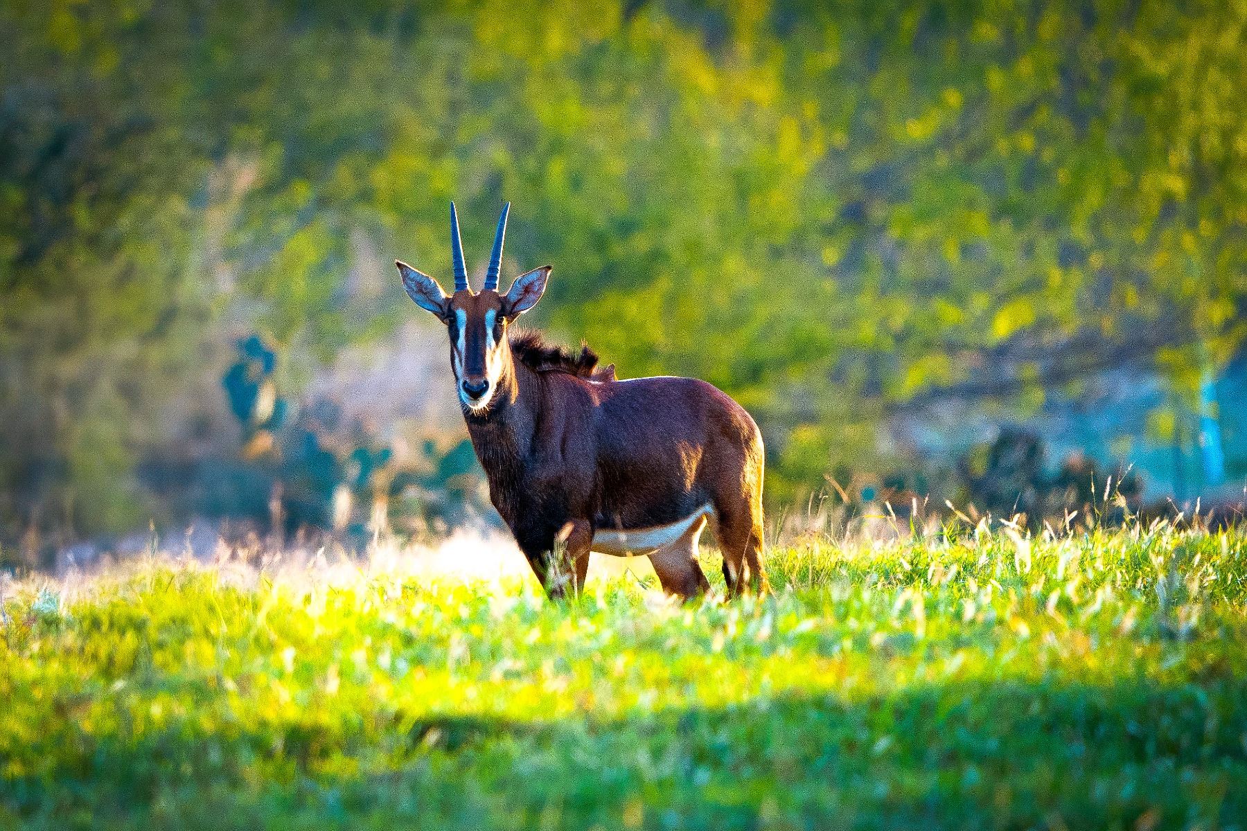 03 Sable 0.1 Yearling Sable - Wildlife Partners