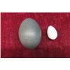 Image 2 : Ostrich Egg + Unkown Egg 