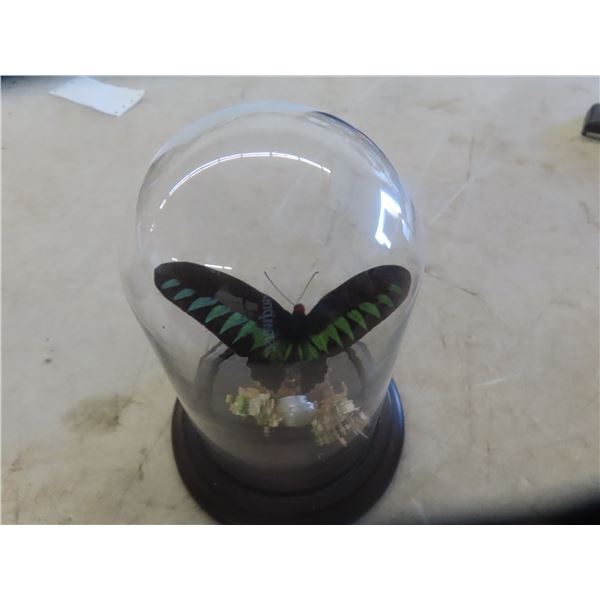 Butterfly in Glass Dome with Wood Base 
