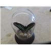 Image 1 : Butterfly in Glass Dome with Wood Base 