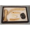 Image 1 : Riker Case: 6 bone artifacts and 1 scraper