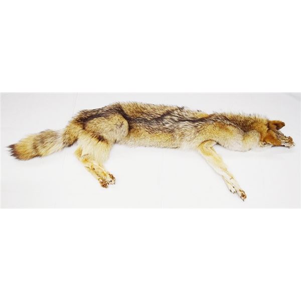 Coyote hide, 58" nose tip to tip of tail