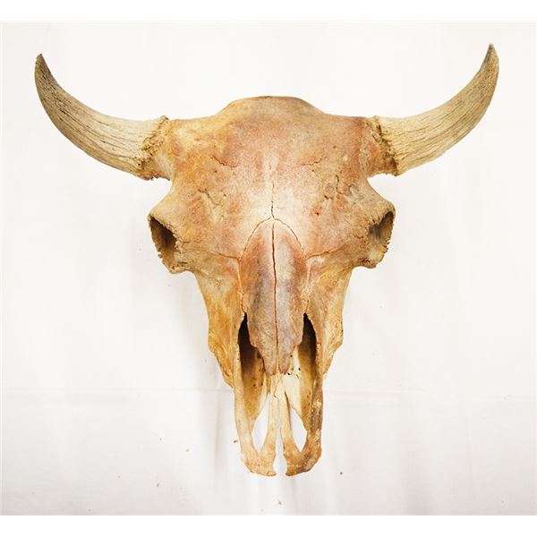 Bison skull, 25"