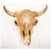 Image 1 : Bison skull, 25"