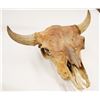 Image 2 : Bison skull, 25"