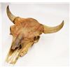 Image 3 : Bison skull, 25"
