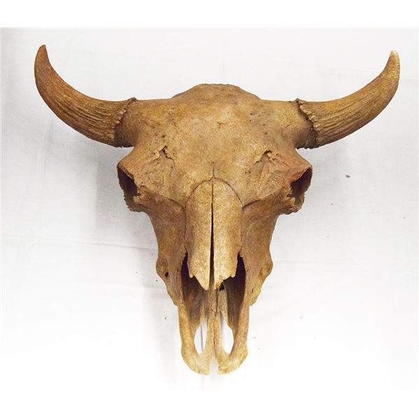 Bison skull, 26"