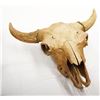 Image 2 : Bison skull, 26"