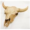 Image 3 : Bison skull, 26"