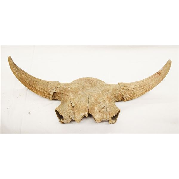Half bison skull, 36"