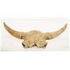 Image 1 : Half bison skull, 36"
