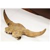 Image 2 : Half bison skull, 36"