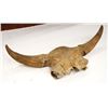 Image 3 : Half bison skull, 36"