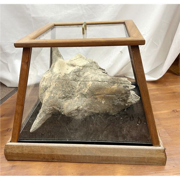 Bison skull sitting in dirt, cased