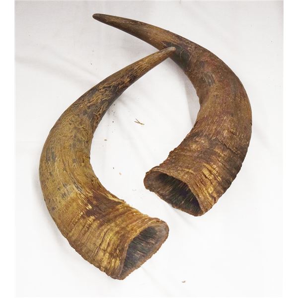 Pair of bison horn caps, very large