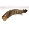 Image 2 : Very large single bison horn, possibly pre-historic