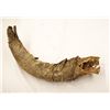 Image 3 : Very large single bison horn, possibly pre-historic