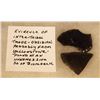 Image 2 : Riker Case: 7 arrowheads