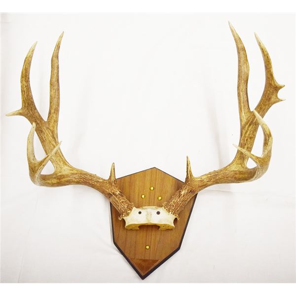 5 x 5 Mule deer mount