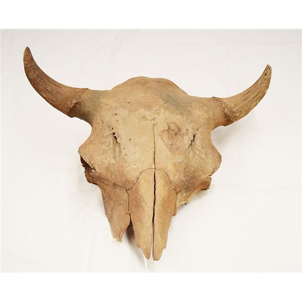 Bison skull, 25"