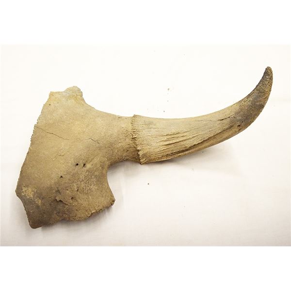 3 pcs. Partial bison skull, 17" and two bison bones