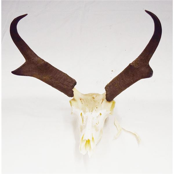 4 pcs: Pronghorn antelope mount with horn caps, 12½" & 3 pair of pronghorn caps