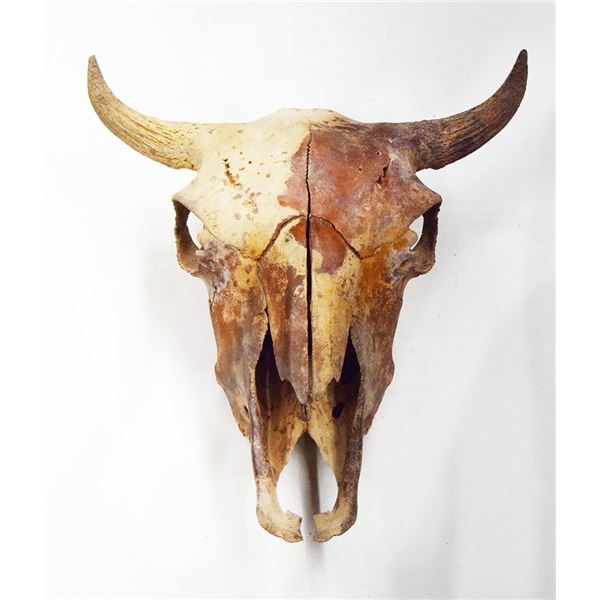Cow bison skull, 18.5"