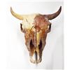 Image 1 : Cow bison skull, 18.5"