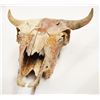 Image 2 : Cow bison skull, 18.5"
