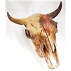 Image 3 : Cow bison skull, 18.5"