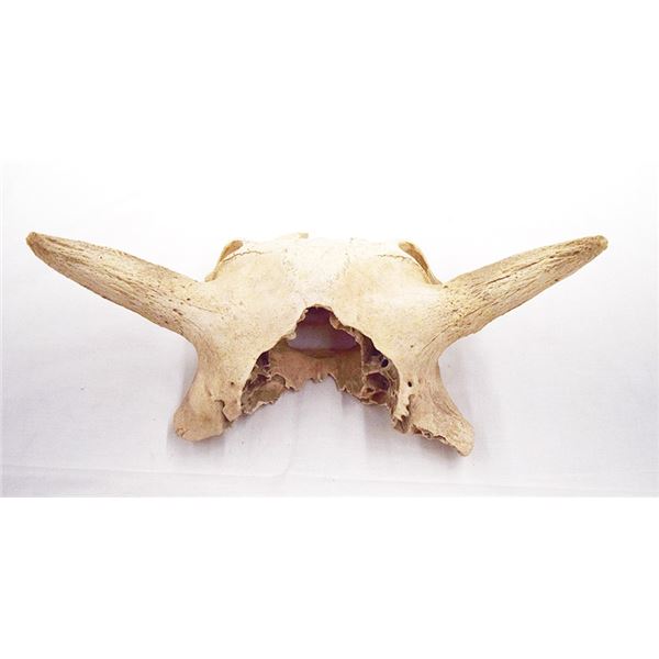 3 pcs: Young bison skull, partial, 16" & pair of bison horn caps