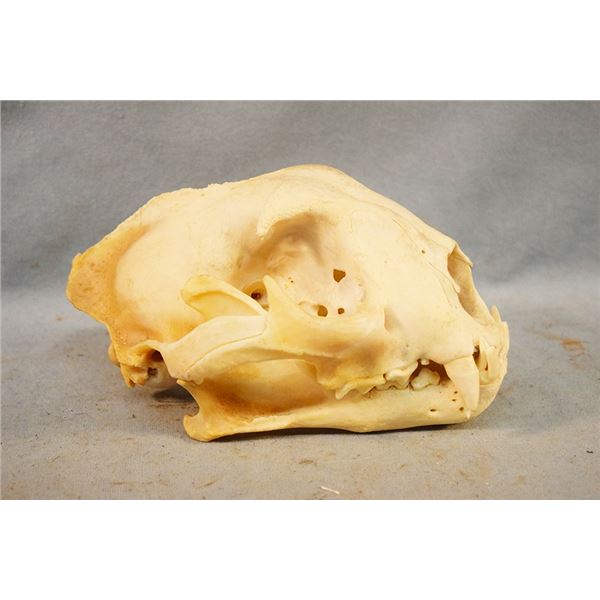 Mountain lion skull