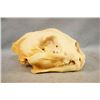 Image 1 : Mountain lion skull