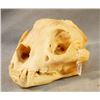 Image 2 : Mountain lion skull