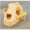 Image 3 : Mountain lion skull