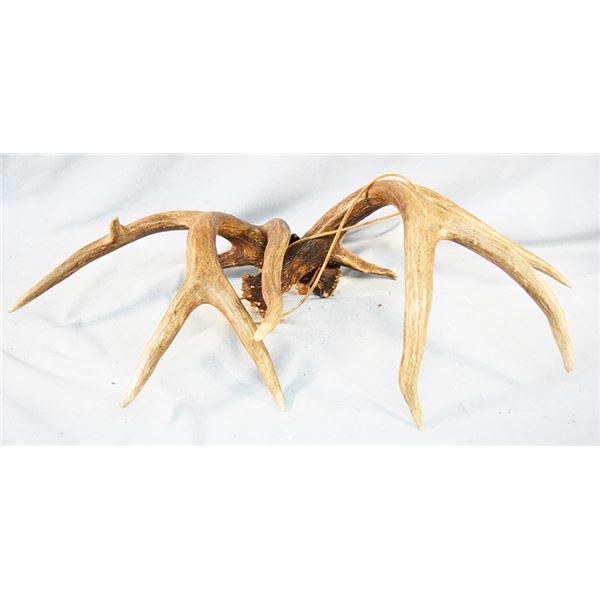 Matched set of Whitetail sheds