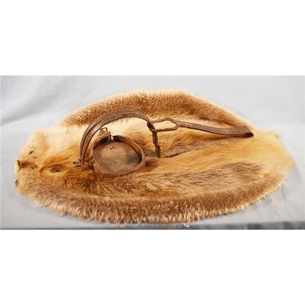 2 pcs: Beaver trap & beaver pelt
