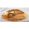 Image 1 : 2 pcs: Beaver trap & beaver pelt