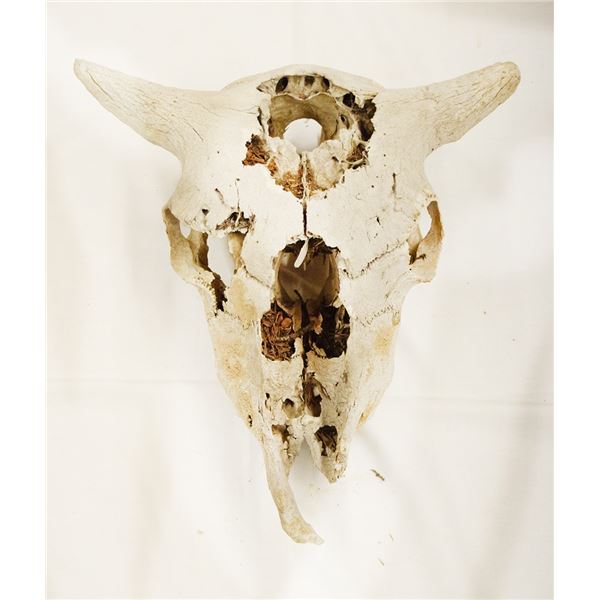 4 pcs: Young bison skull, 15" & (3) Bison horns