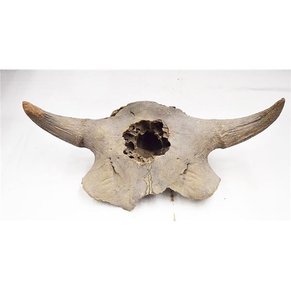 2 pcs: Half bison skull, 22" & Half bison skull, 25.5"