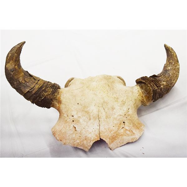 Half bison skull with horn caps, 20"