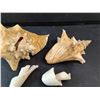 Image 3 : Various Sea Shells
