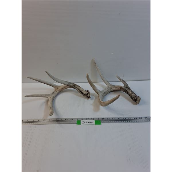 (2) Deer Antler Sheds - 12" x 10" x 8" Each