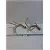 Image 1 : (2) Deer Antler Sheds - 12" x 10" x 8" Each