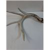 Image 3 : (2) Deer Antler Sheds - 12" x 10" x 8" Each