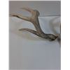 Image 5 : (2) Deer Antler Sheds - 12" x 10" x 8" Each