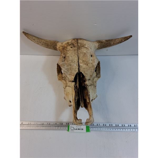Cow Skull - 15  x 18  x 8 