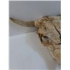 Image 2 : Cow Skull - 15" x 18" x 8"