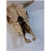 Image 3 : Cow Skull - 15" x 18" x 8"
